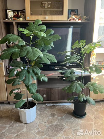 Саженцы инжира