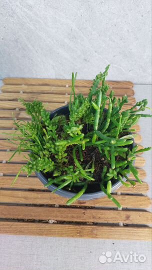 Рипсалис микс