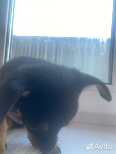 Мини той-терьер щенки