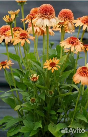 Эхинацея