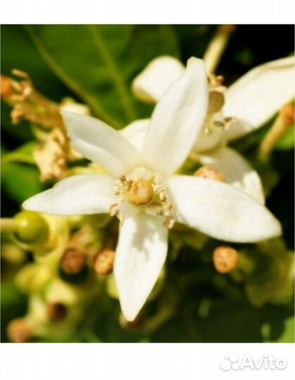 Yodeyma Парфюмерная вода женская yodeyma nicolas