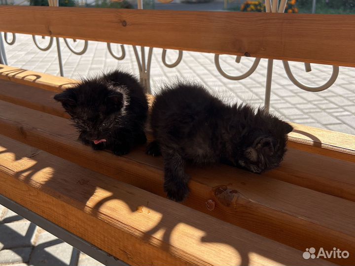 Кот и кошка чёрные