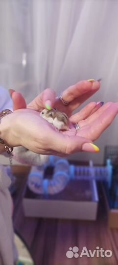 Джунгарский хомяк бесплатно