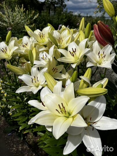 Белая лилия. Луковицы (азиатская «Йети)