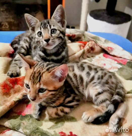Бенгальские котята