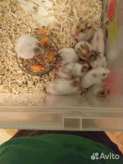 Сирийский хомяк продам