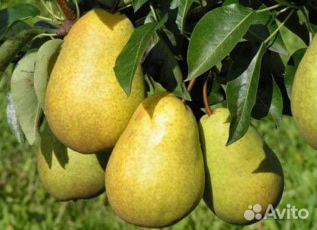 Саженцы груши Киффер