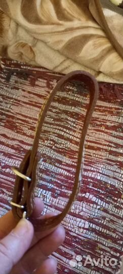 Амуниция для собак