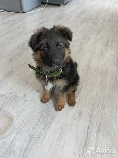 Немецкая овчарка длинношерстная