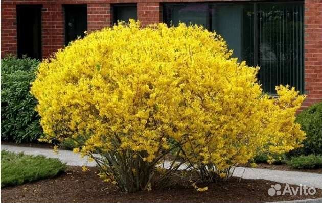 Садовые цветущие кустарники