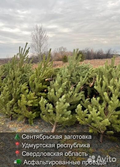 Сосна сентябрьская новогодняя опт