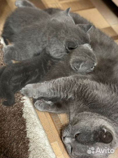 Шотландская