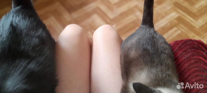 Кошка в дар бесплатно