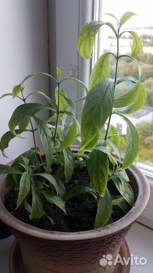 Пахистахис