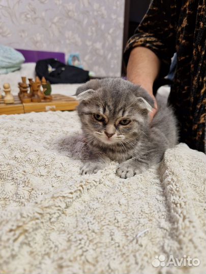 Кошечка вислоухая