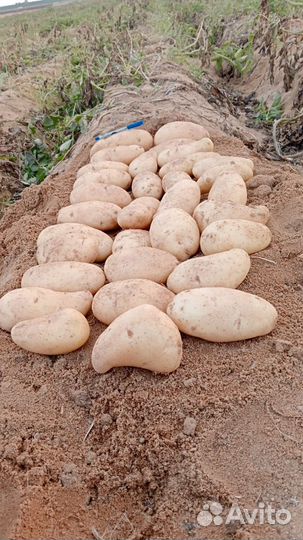 Картофель спунта Египет