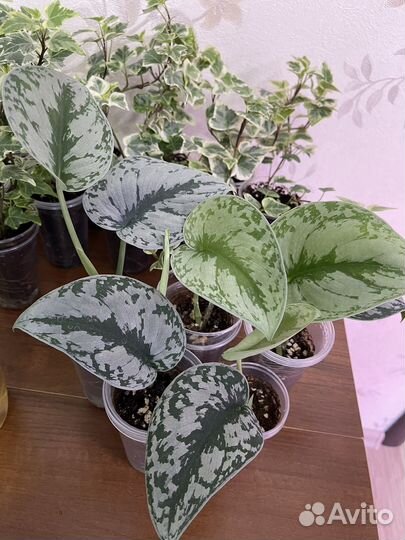 Сциндапсусы и эпипремнумы