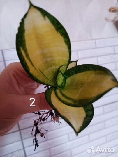 Сансевиерия солид голд