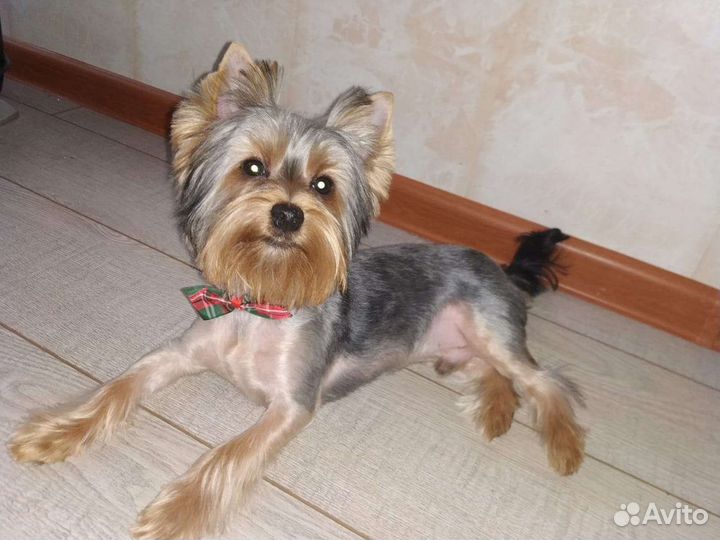 Йоркширский терьер