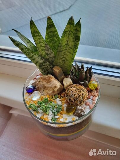 Живые растения, композиция с кактусами