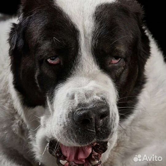 Среднеазиатская овчарка алабай щенки