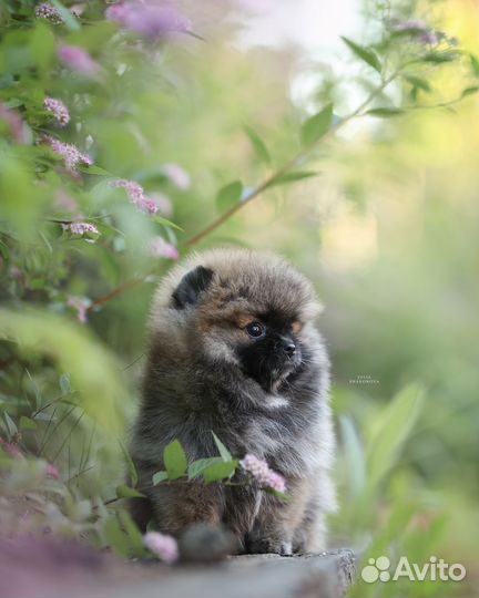 Мини-мини девочка пом