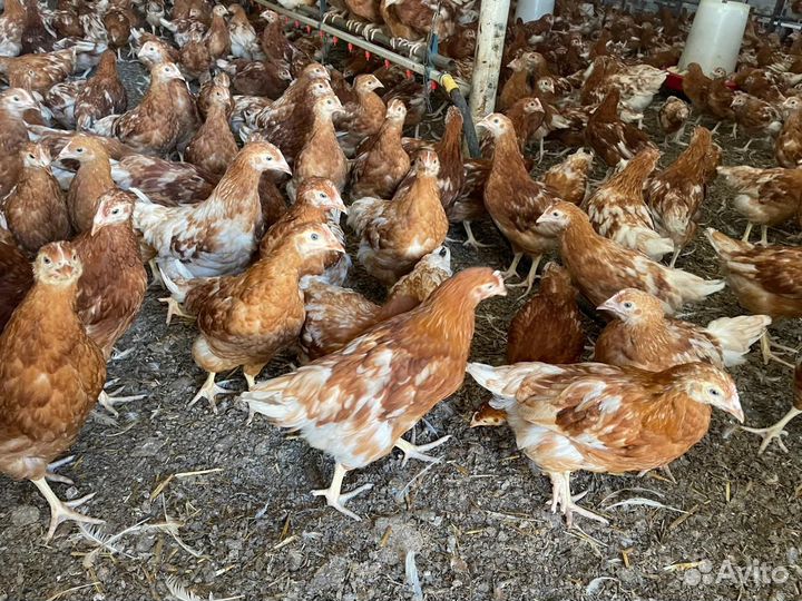 Куры несушки молодняк