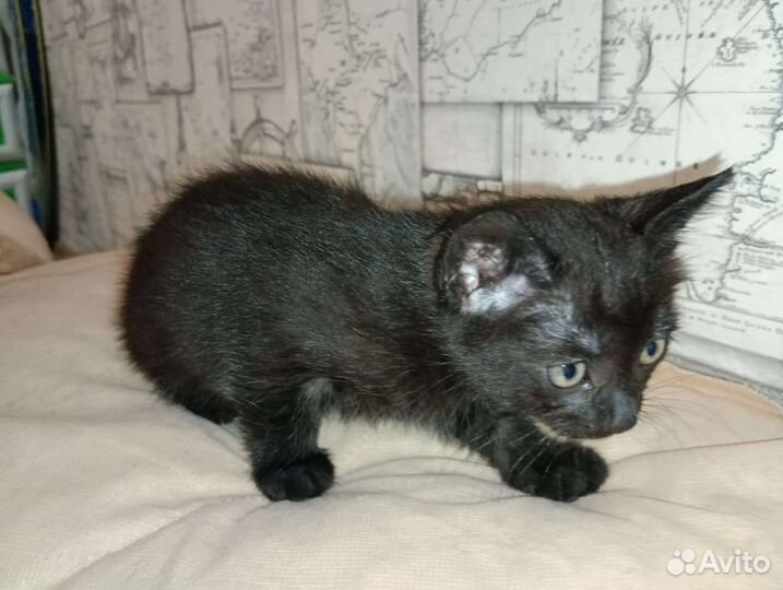 Котёнок ищет дом