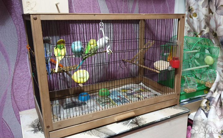 Волнистые попугаи