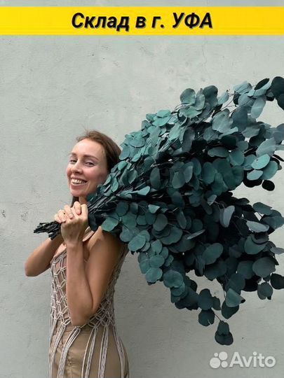 Сухоцветы Эвкалипт стабилизированный