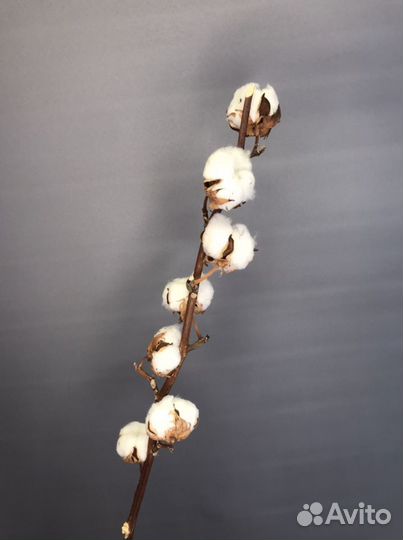 Хлопок сухоцвет