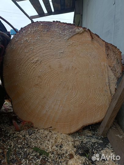 Спил деревьев