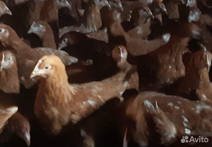 Куры несушки