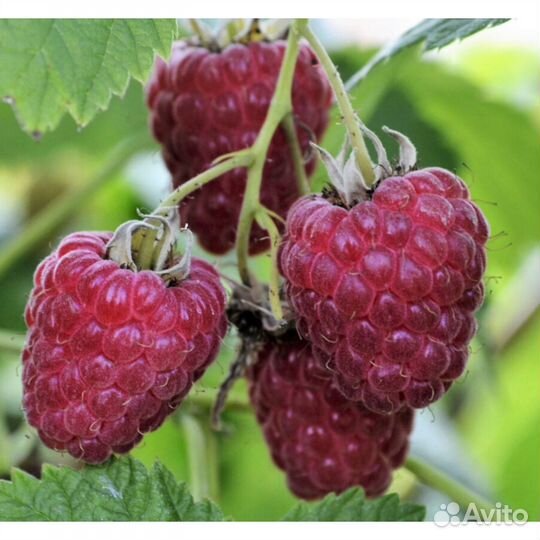 Кустики малины