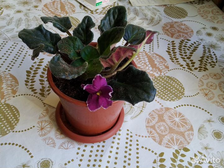 Фиалка молодая