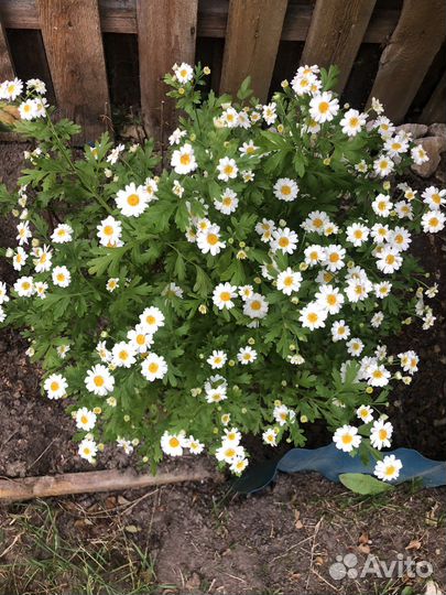 Многолетние цветы для сада