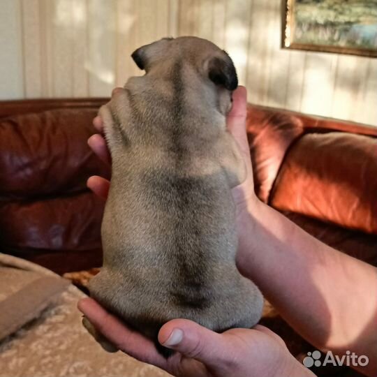Французский бульдог