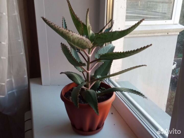 Каланхое лечебное