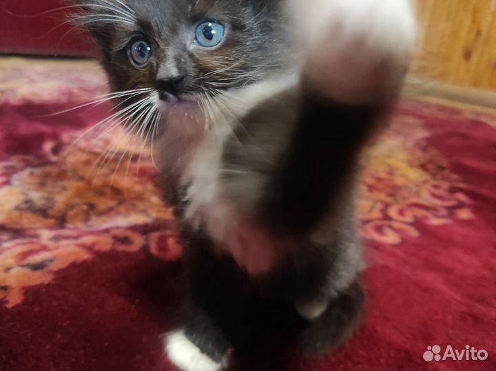 Котёнок в дар