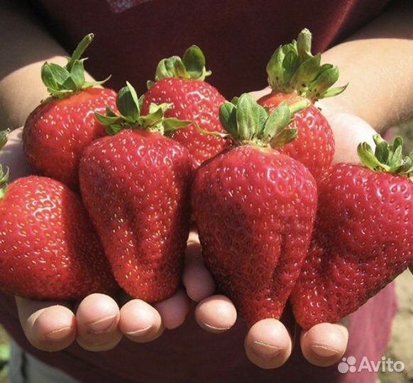 Рассада клубники альбион ремонтатный