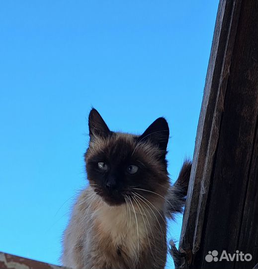 Сиамская кошечка в добрые руки