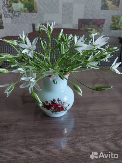 Птицемлечник