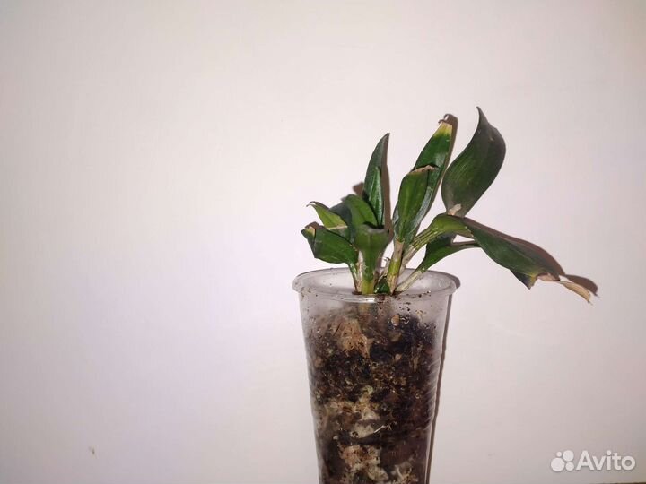 Сортовые орхидеи - Полар фаер и хизис