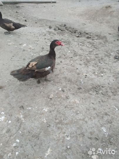 Мускусные утки