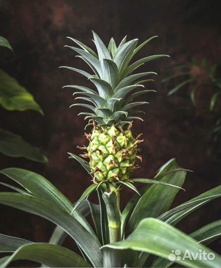Ананас с плодом