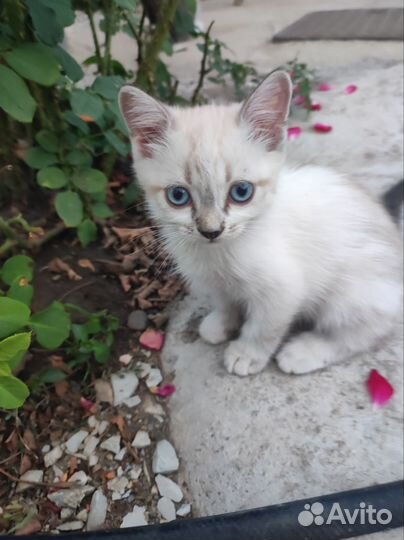 Котик в добрые руки