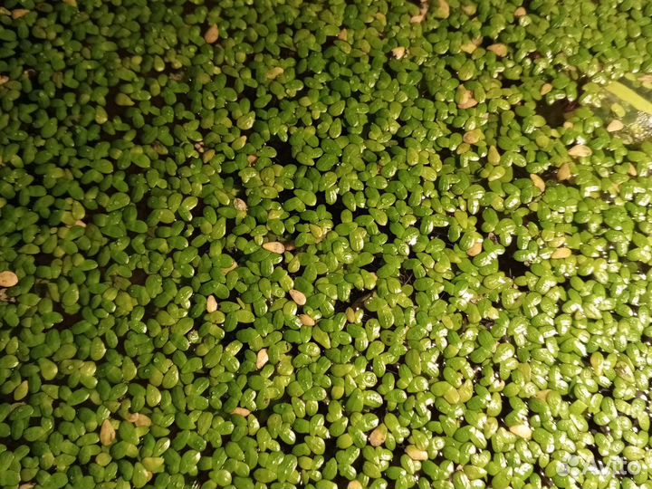 Ряска водоросли