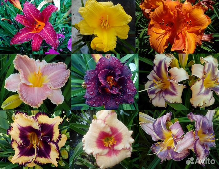 Многолетние садовые растения