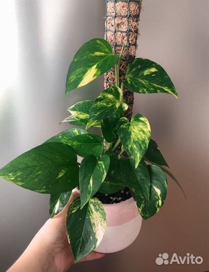 Замиокулькас, фикус руби, калатея и др