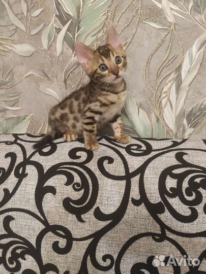 Бенгальские котята